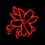 @lilahroche profile picture