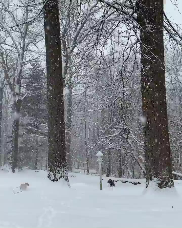 puppy snow bowl ❄️❄️