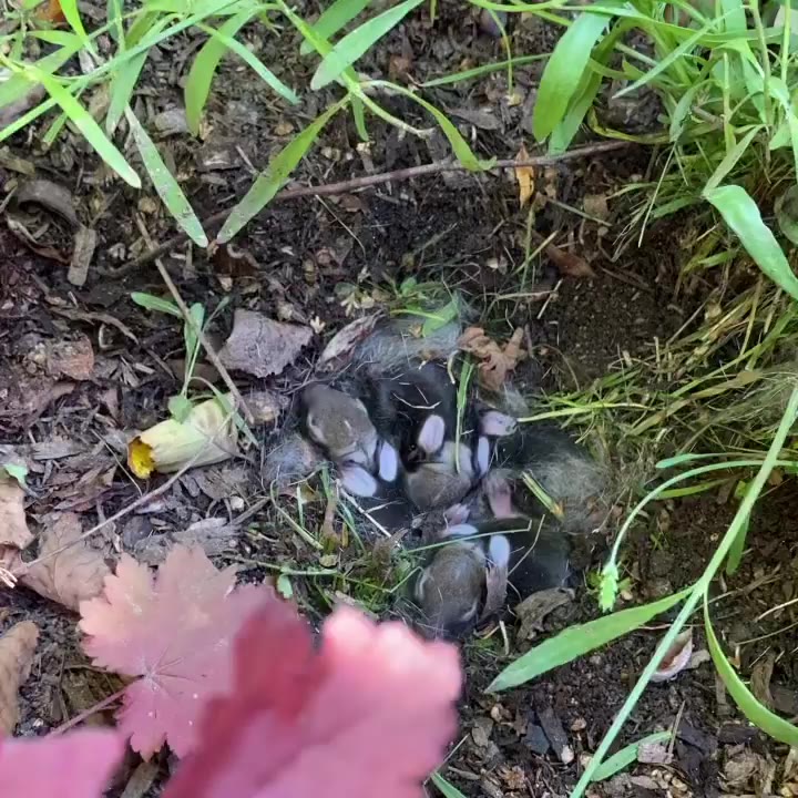 just discovered five baby bunnies nestled in our yard🐰 oh, Mother Nature you…