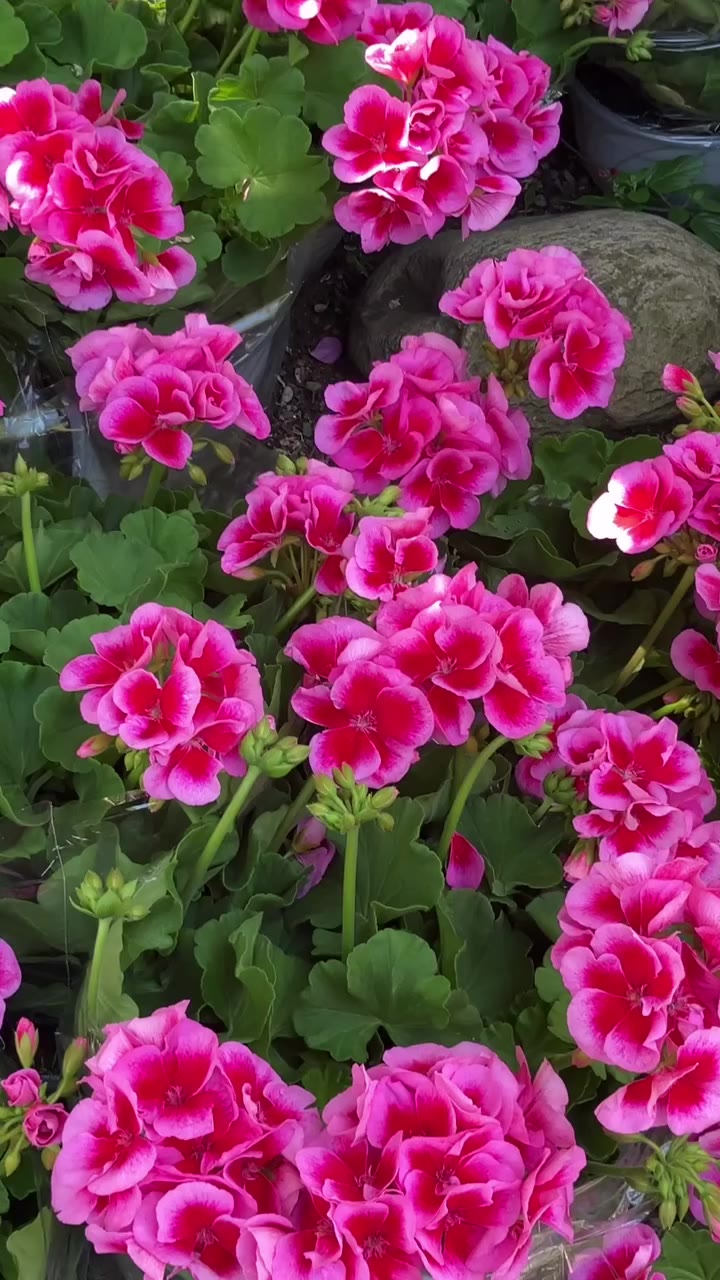 Estos días en Girona se celebra Temps de Flors, un festival donde las calles…
