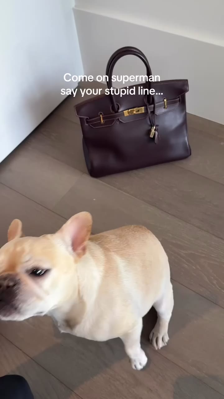 Actually we couldn’t agree more 🙂‍↕️ #frenchbulldog #frenchie #birkin #superman