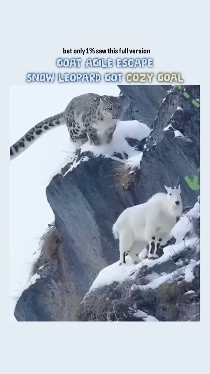 🐆 0% snow leopard ever get hurt again. Snow Leopards are endangered every…