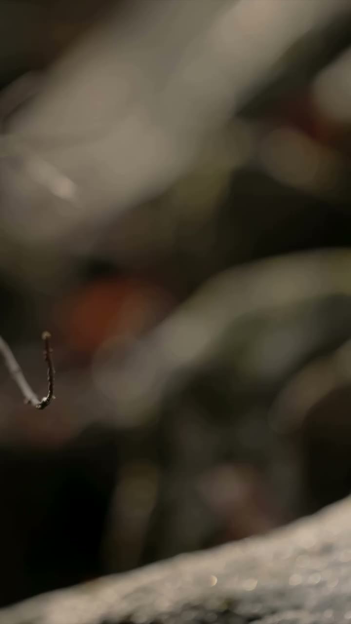 The Ascent Film.