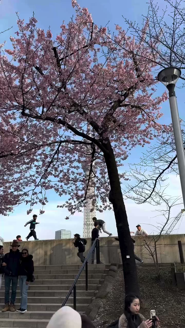 Blossom today in Tokyo 🌸 #japan #blossom #tokyo #skytower