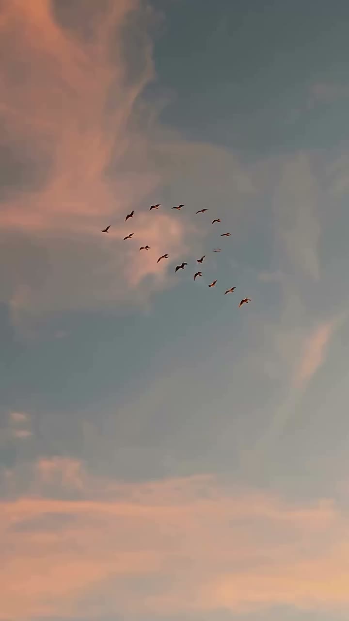 We’ve been inspired by the natural spectacle called murmuration. Birds moving…