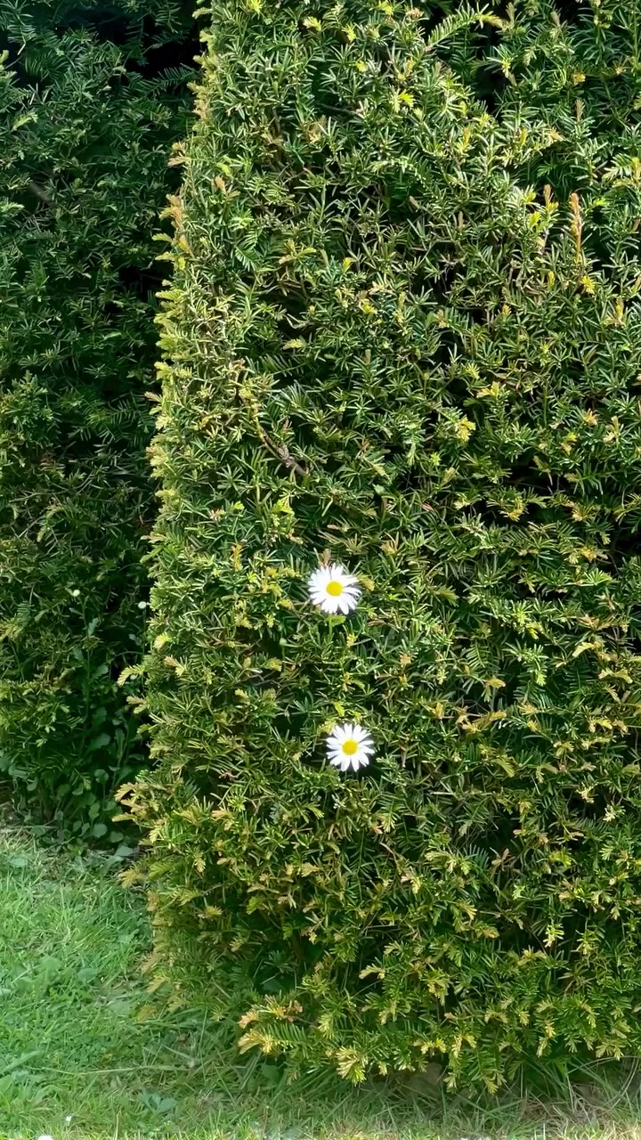 Whoopsie Daisies at Great Dixter We think a happy accident (?) but in any…