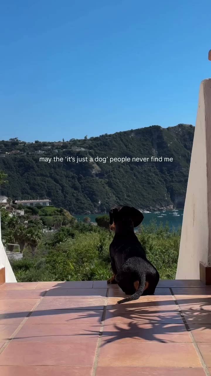 My soul dog <3