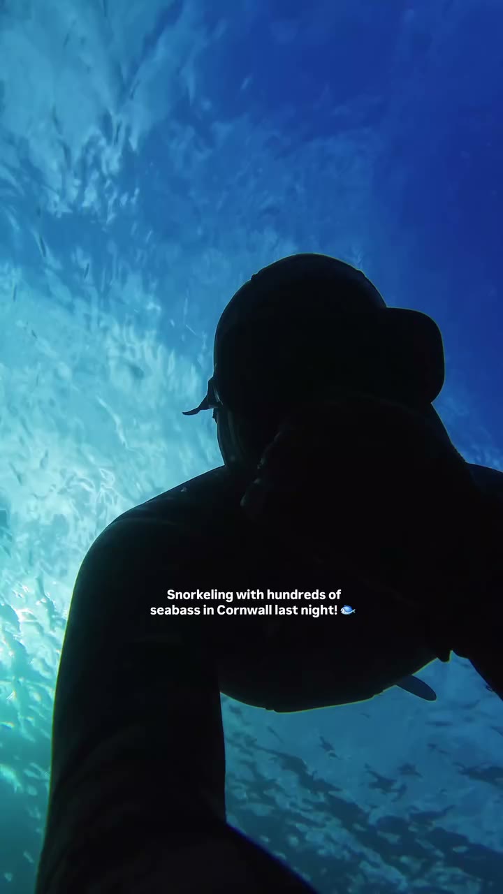 A minute underwater with Ali freediving with this beautiful school of bass at…