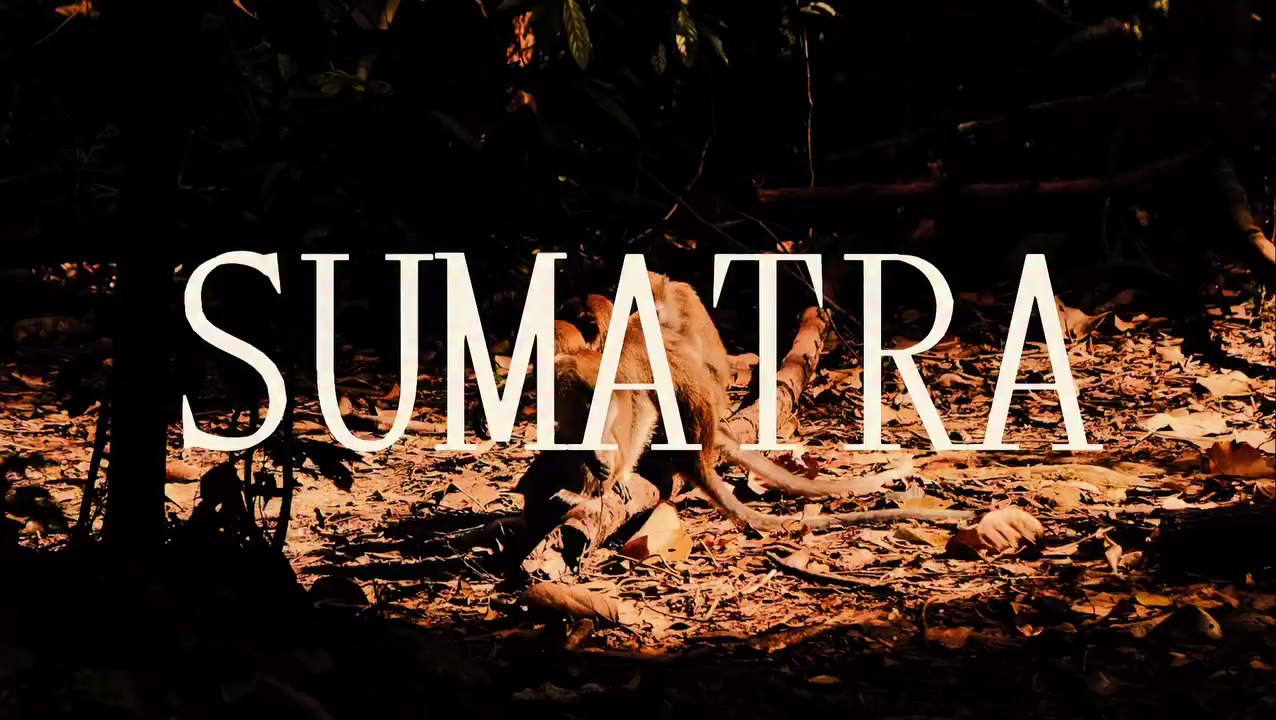 Plazas disponibles para el próximo viaje en grupo a Sumatra. 🫶🏼 Comenta o…