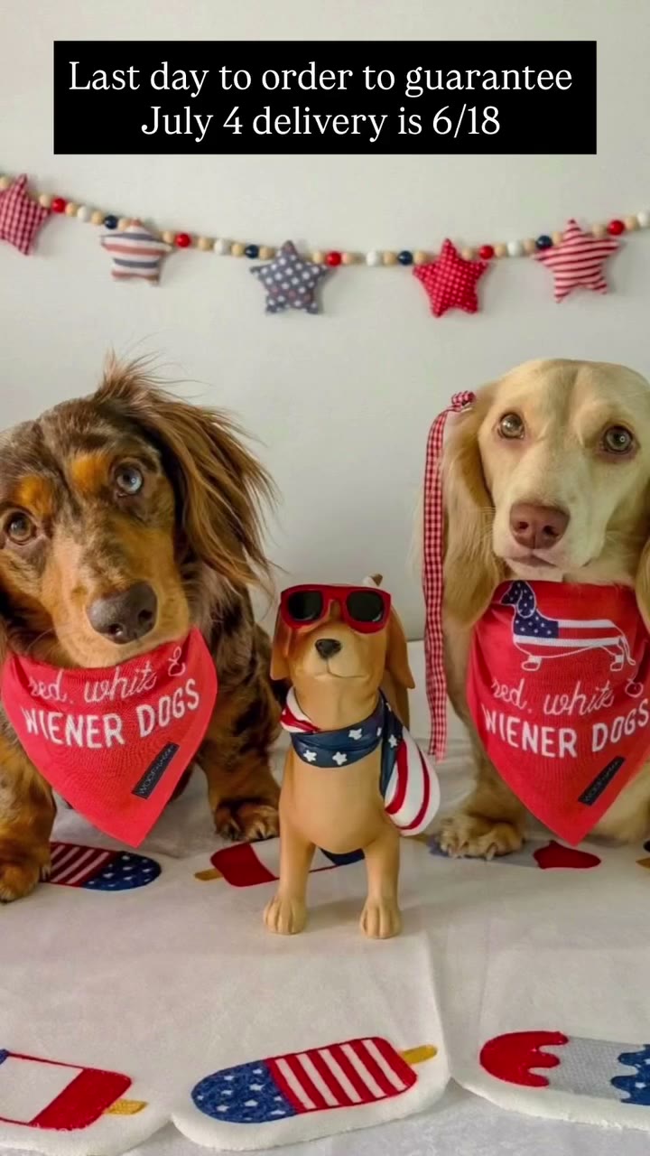 🇺🇸 Last day to order to make sure you get your July 4th dachshund swag in…
