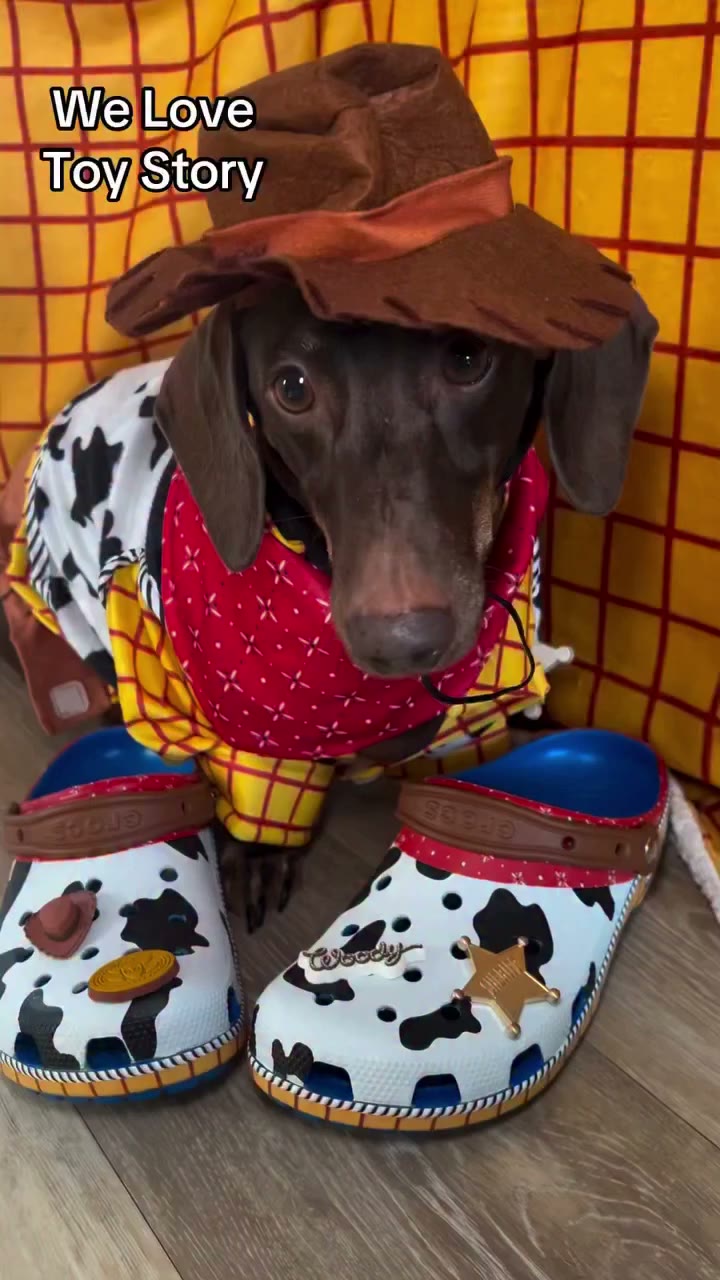 POV: your human grew up watching Toy Story 🧡 @disney_the_dachshund_