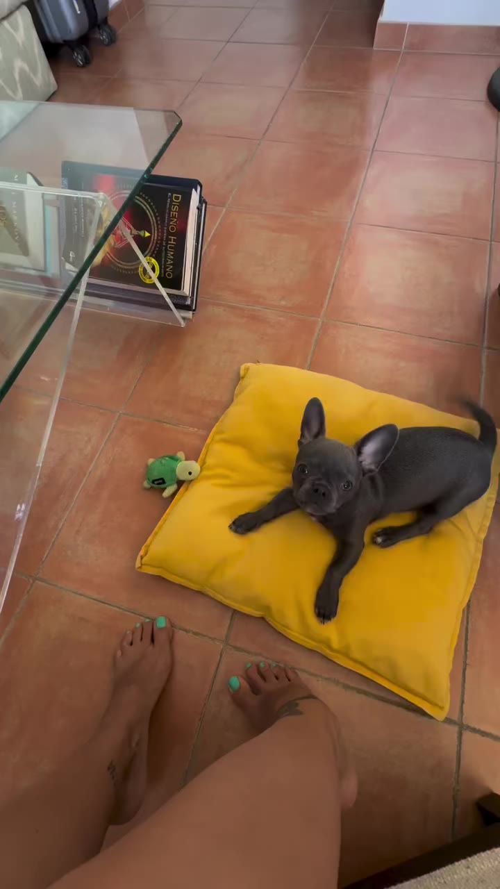 El willy