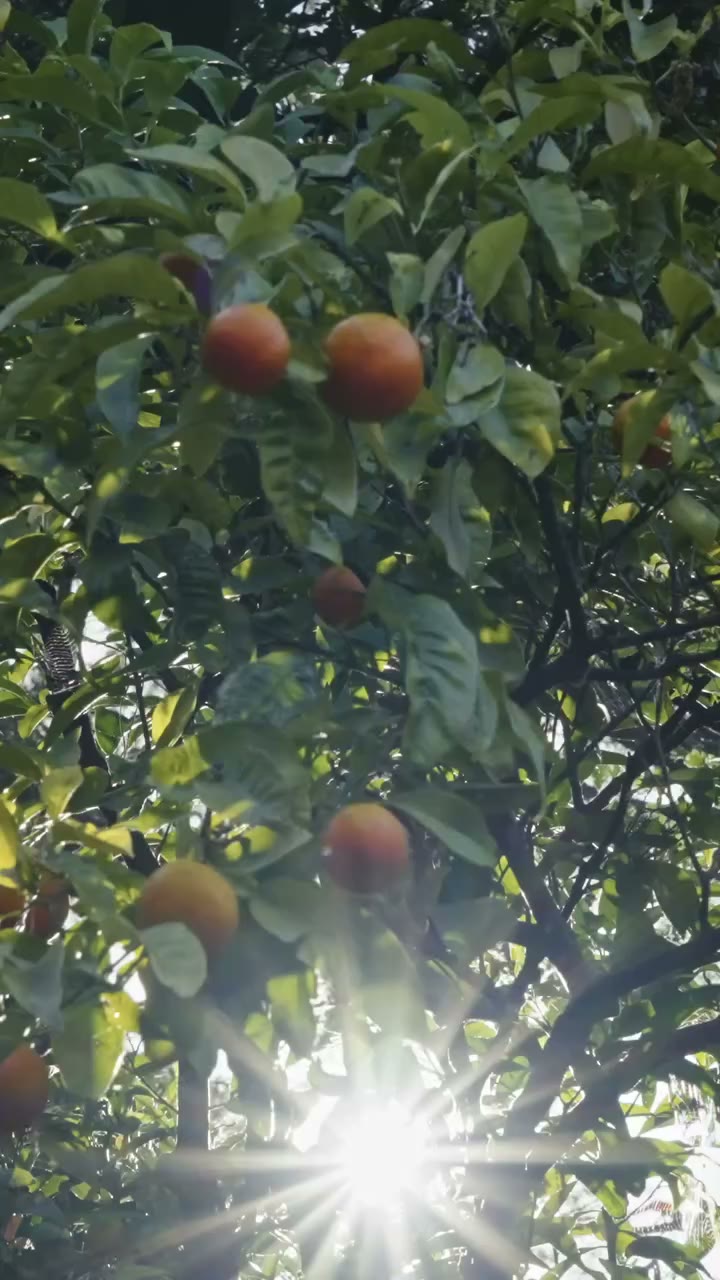 #Kartellwander Portofino - Shades of Italian Riviera Striped linen, citrus…