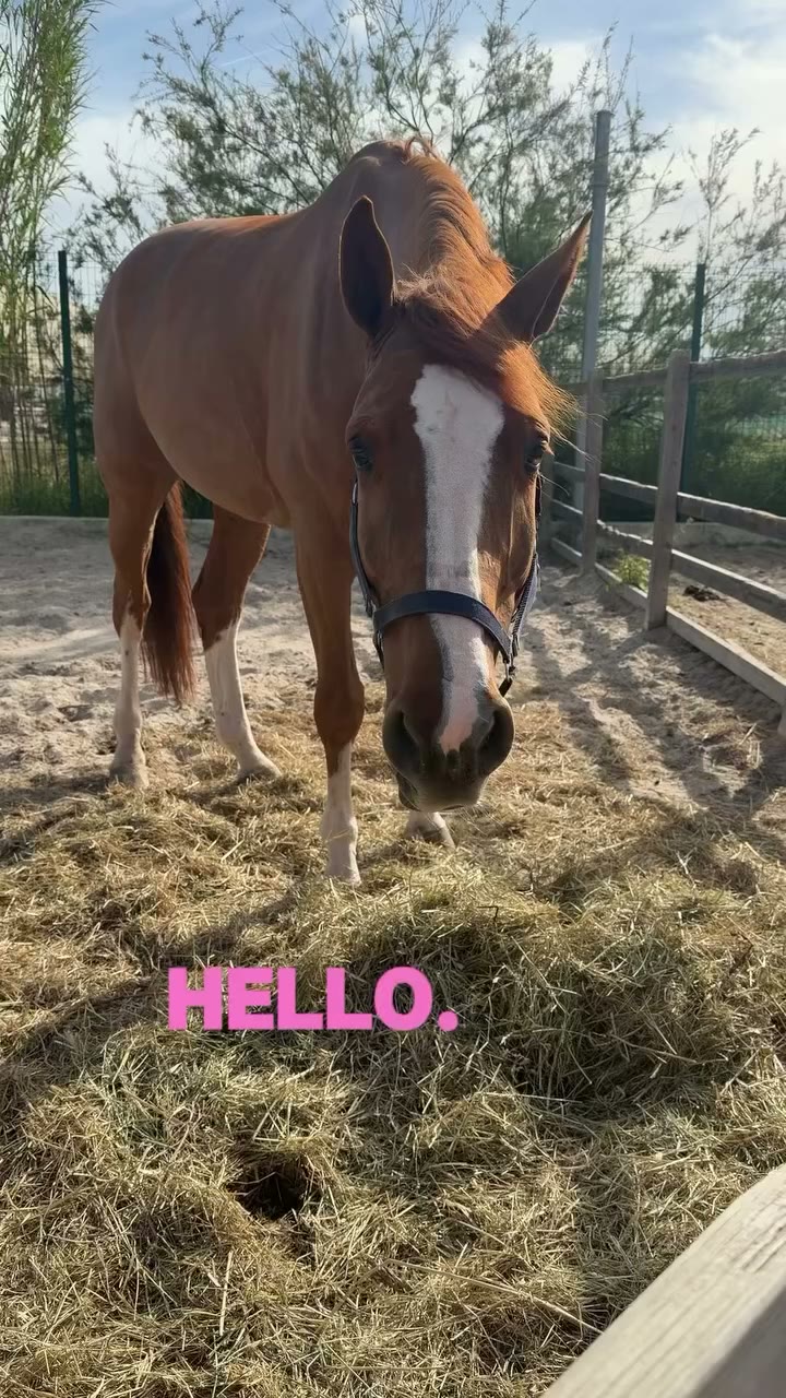 hello, i’m hero and this is my first vlog 👋🏻🦦🧡