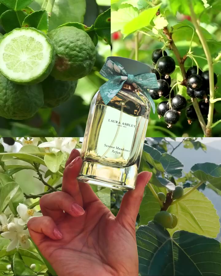 Morning light across a wild meadow. Serene Meadows blends juicy fig, sparkling…