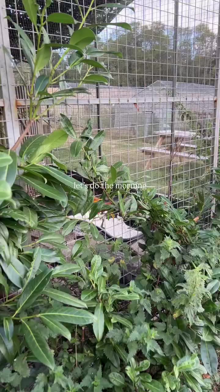 My little chaotic life.. #farm #farmlife #countryside #gardening