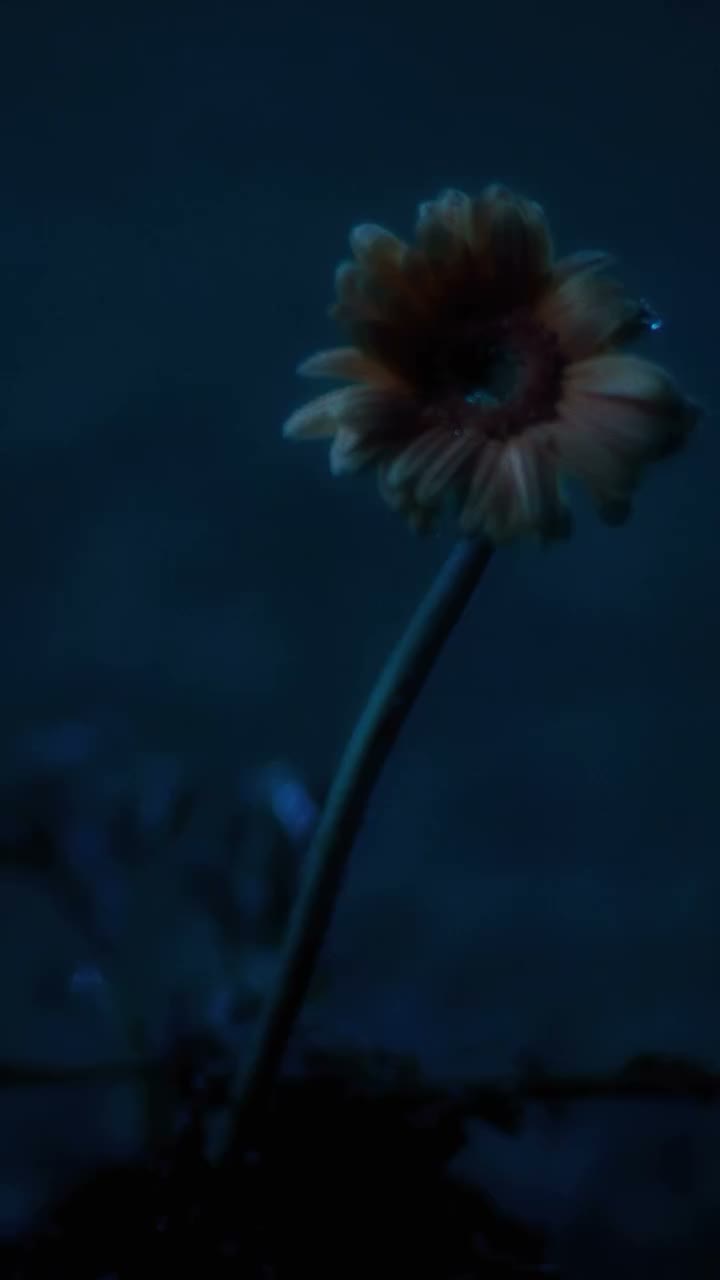 EARTH GIRLS An AW26 film by UOOYAA. Flowers. Mud. Downpour. Carnival. Coming…