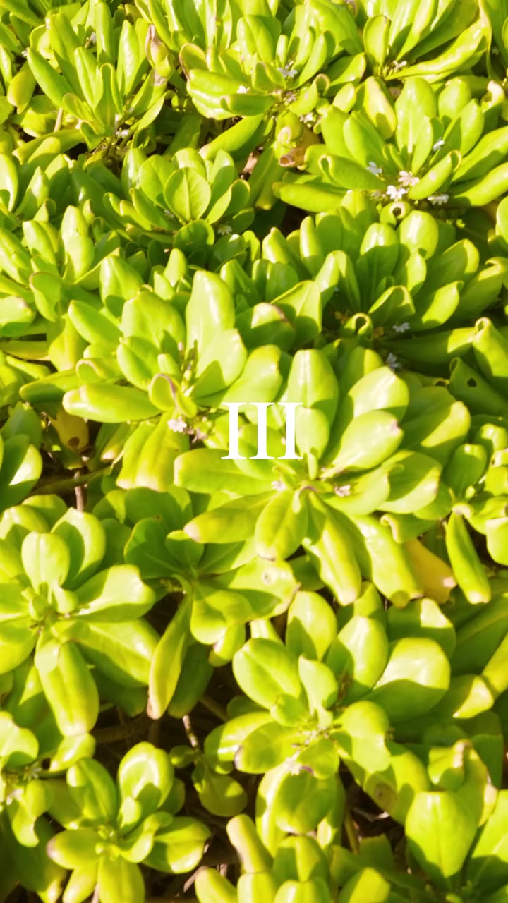 III