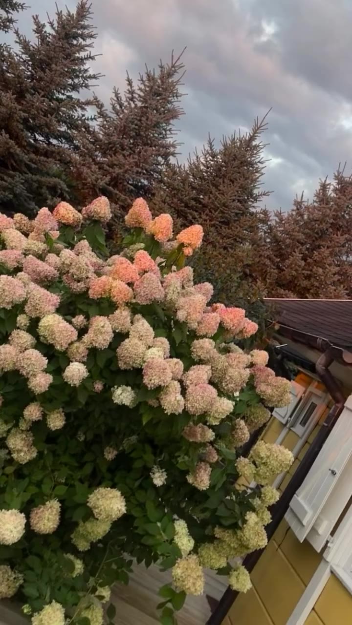 🌸🌸🌸🌸🌸🌸🌸🩷🩷🩷🩷🩷