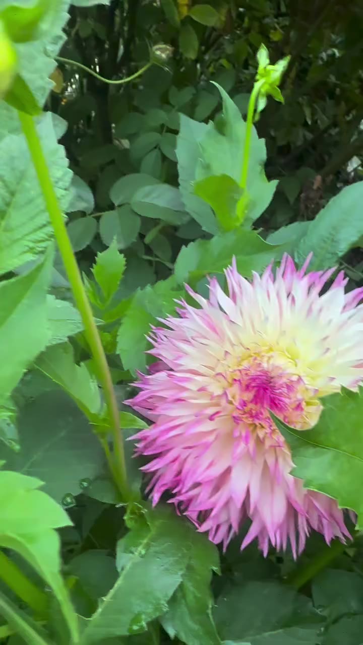 Garden is loving the cooler weather. Me too. But not too cool please.