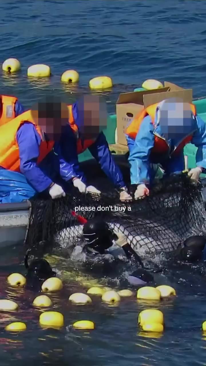Today is World Dolphin Day. 🐬 While this day is meant to highlight these…