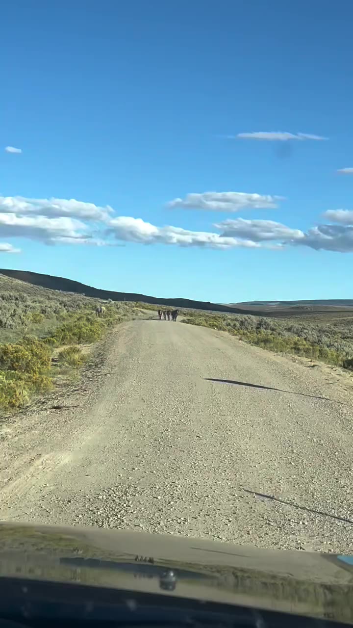 We all cherish freedom right? Well so do the Mustangs, the Wild Horses of the…
