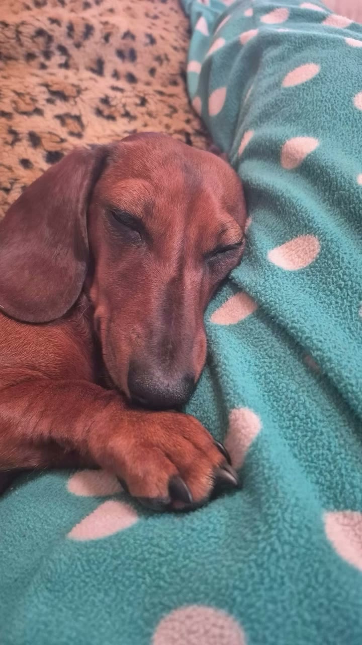 dreaming and making tiny doggie noises