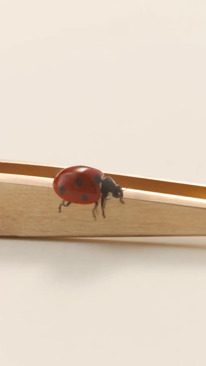 Small in size. Rich in History. An idea born in 1956 is about to begin a new…