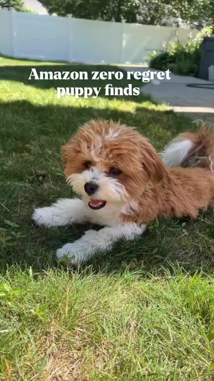 Amazon zero regret puppy finds🐶type DOG and I’ll send them to your DM‘s! Or…