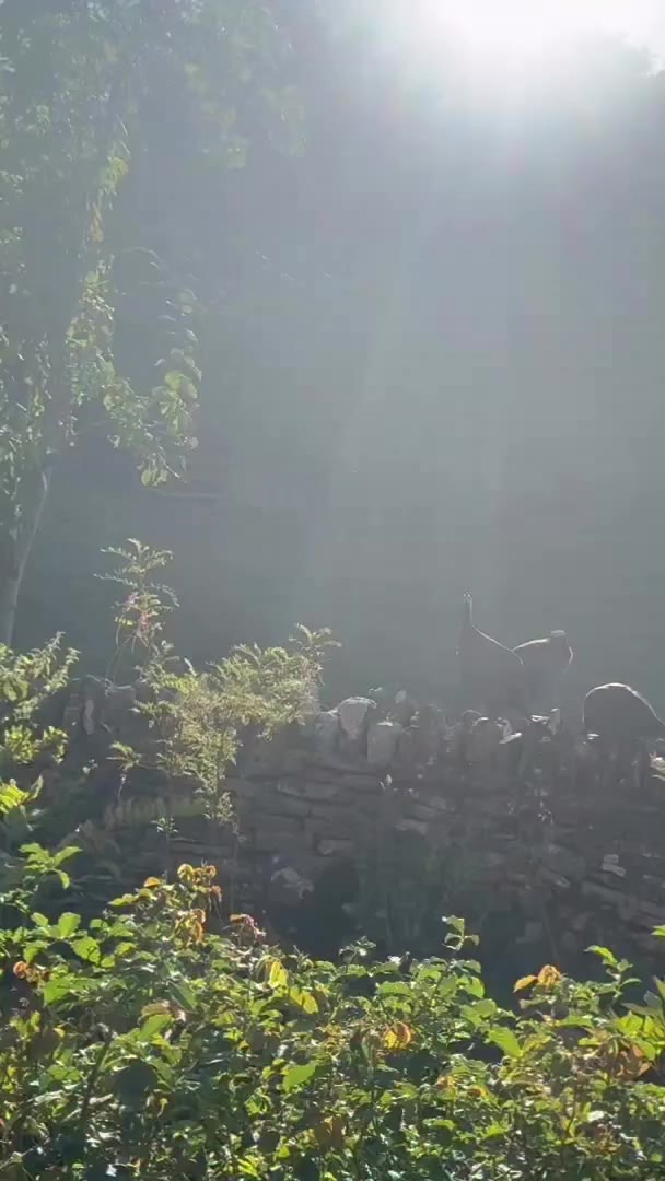 After two months in the barn the guinea fowl are finally out. @bisley_birds…