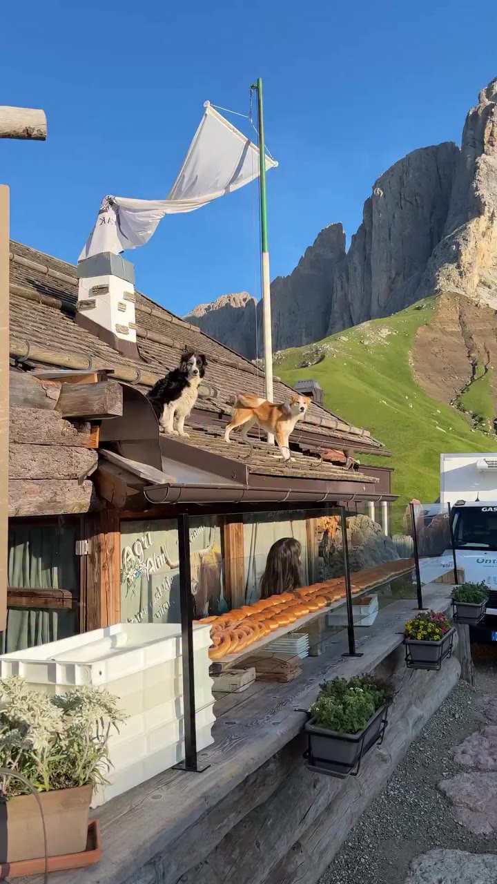 #italia @antoniodimaiolo_ Ci sono due cani sul tetto di una baita al Passo…