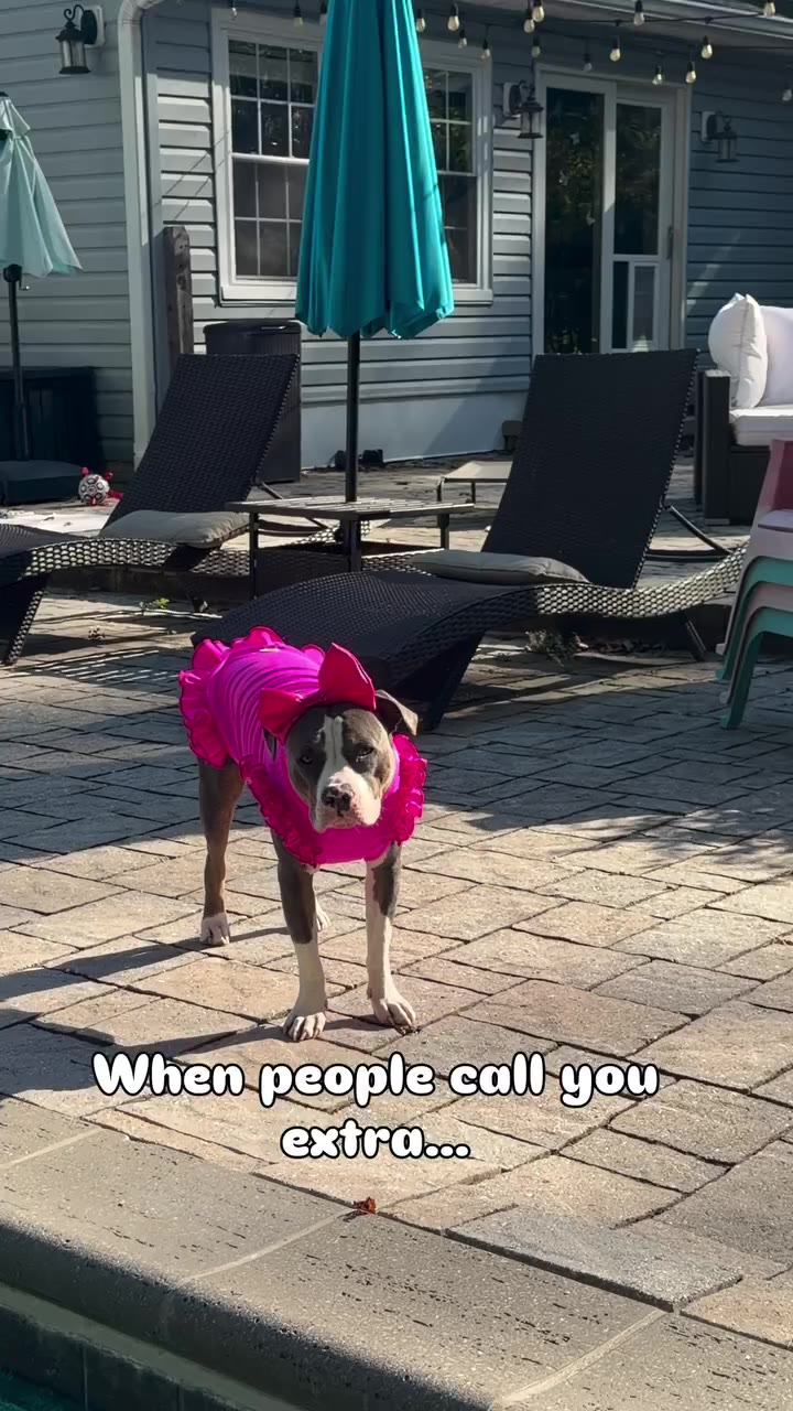 Extra? Emmi prefers fabulously dressed. 💅🎀 Build your pup’s pawfect everyday…