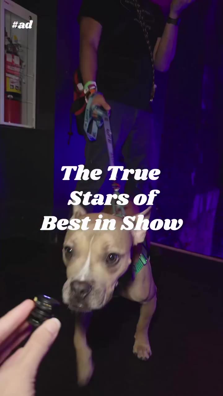 15 adoptable dogs walked in our Best in Show 3.0 with @rachelantonoff, and a…
