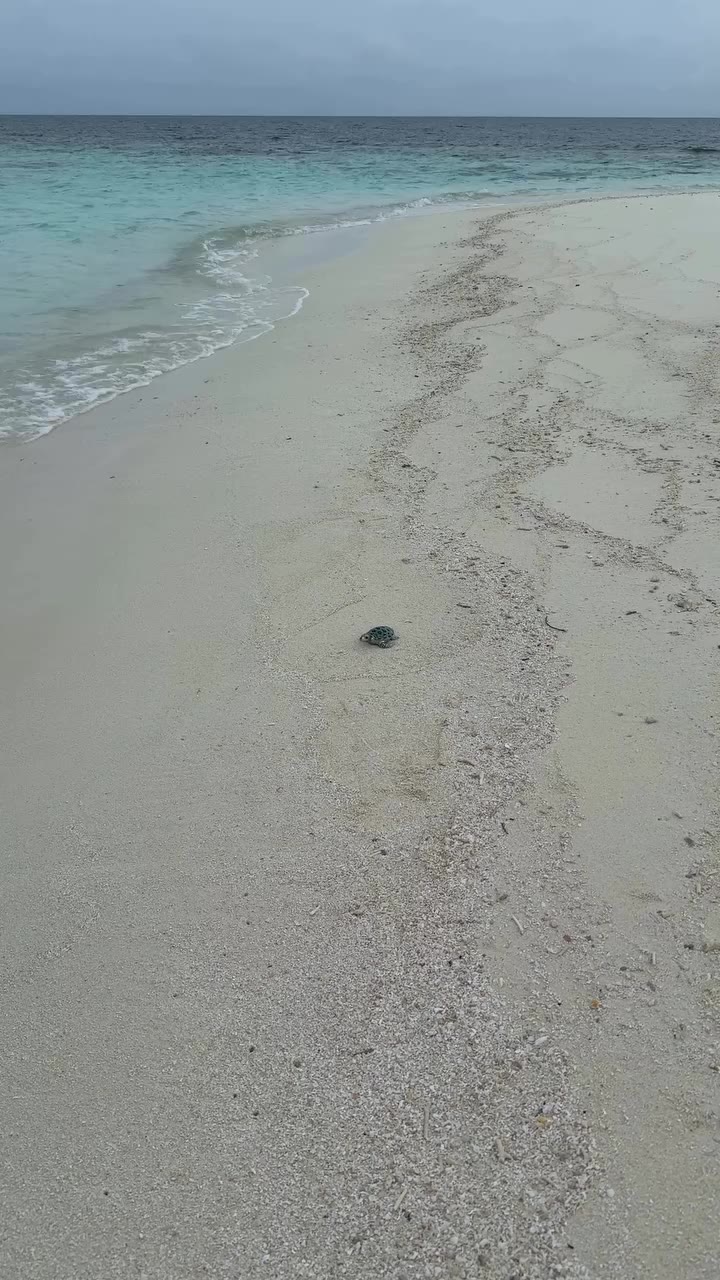 Rare turtle spotted!! 👀🐢 • • • • • #turtlelover #turtlejewelry #beachjewelry…