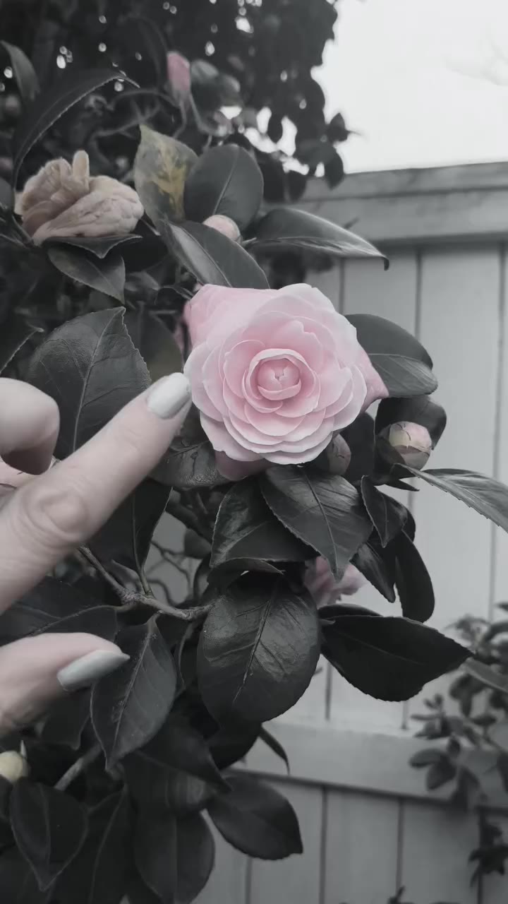 Spring has sprung