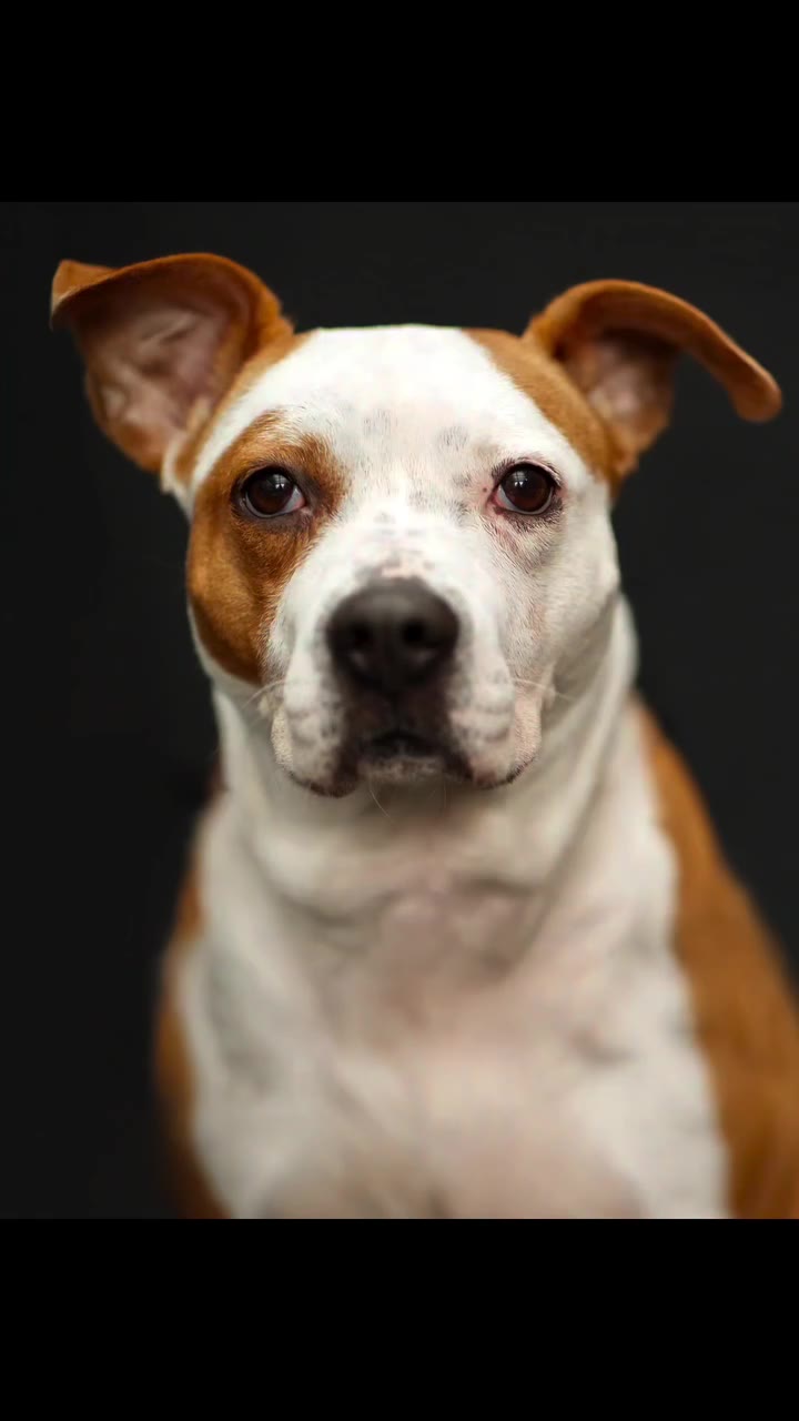 Luna needs our help more than ever! Her time has run out in at the shelter…