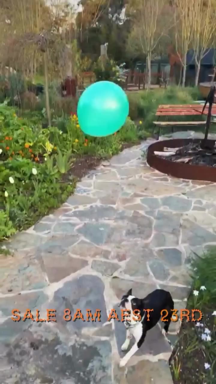 Look how smart my dog is! ~ Competition closed. congrats to our winner Rosie…