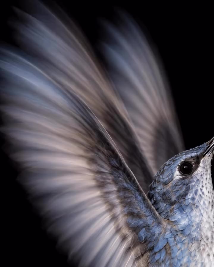 COLIBRÍ / Libertad. Metamorfosis. Ligereza. Resiliencia. Magia. INSPIRED BY…