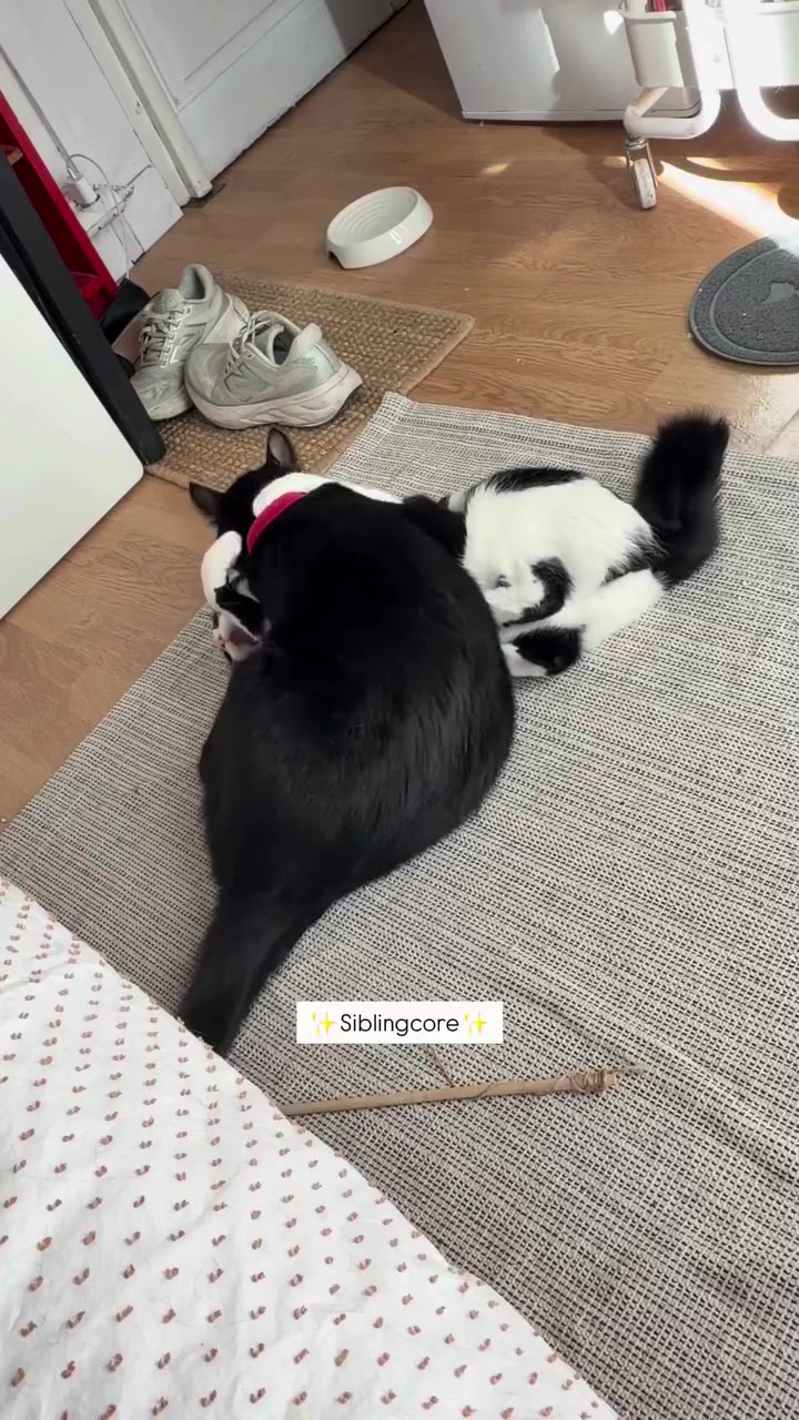 Envíaselo a tu hermanitx 😂 (Ningún gato fue lastimado en el curso de este…