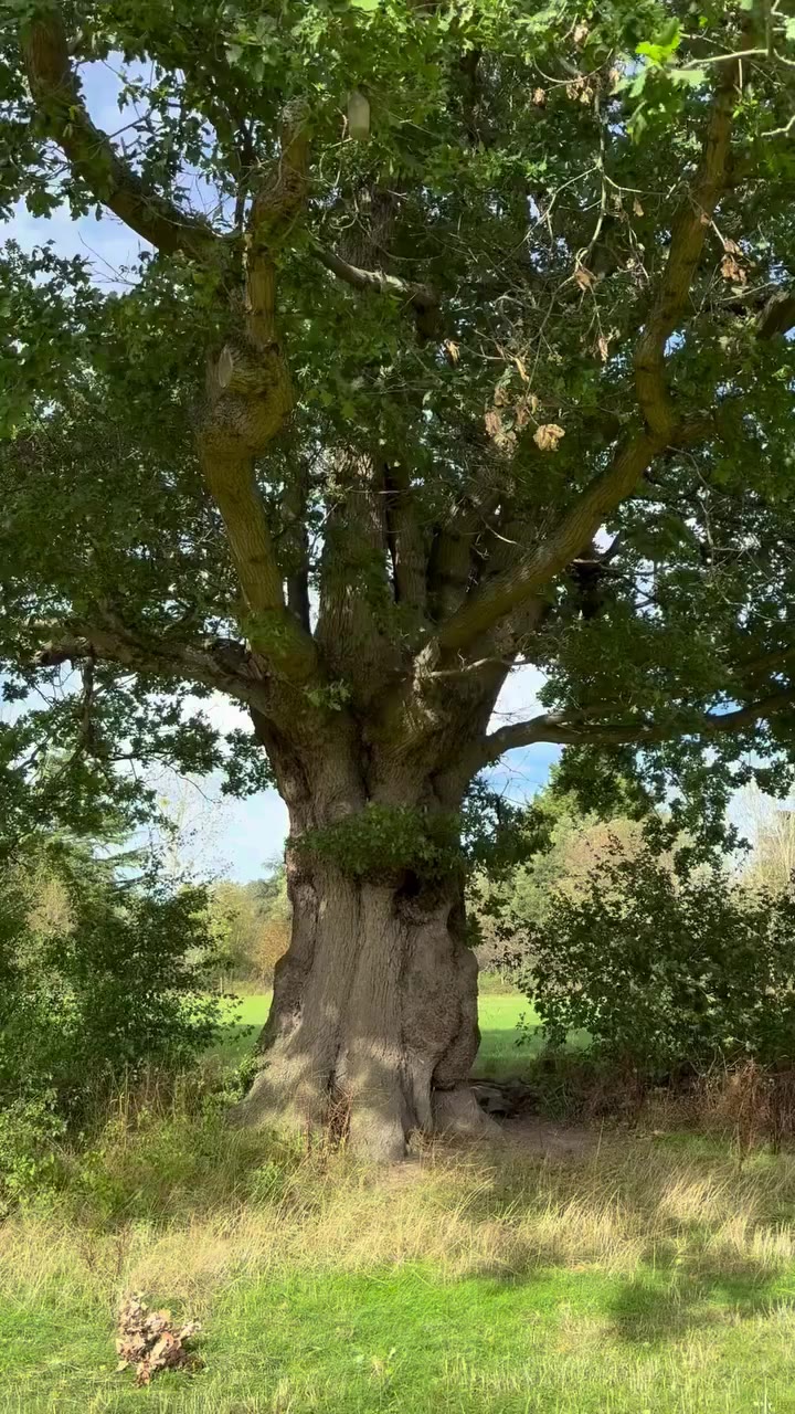 I want an autumn that feels like living inside the pages of Brambly Hedge 🍃🤎…