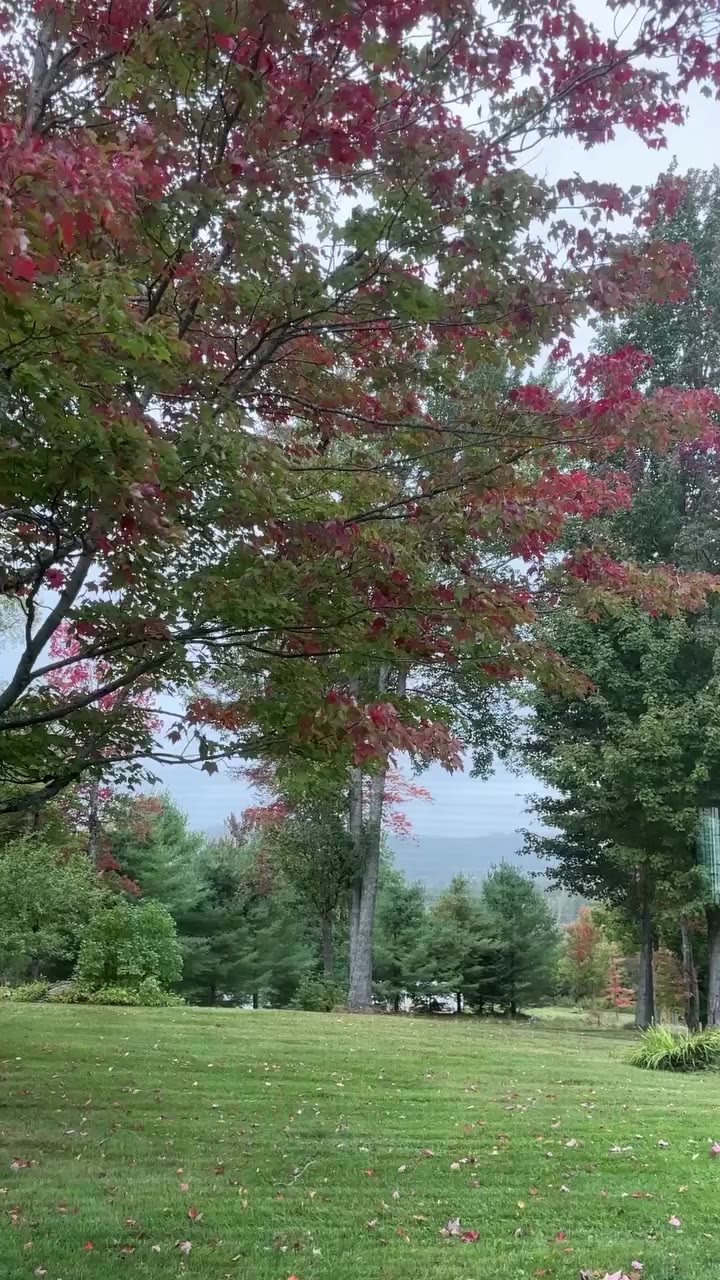 A peek at the leaves changing and a needle un-boxing!! TY Betsy in Georgia! VT…