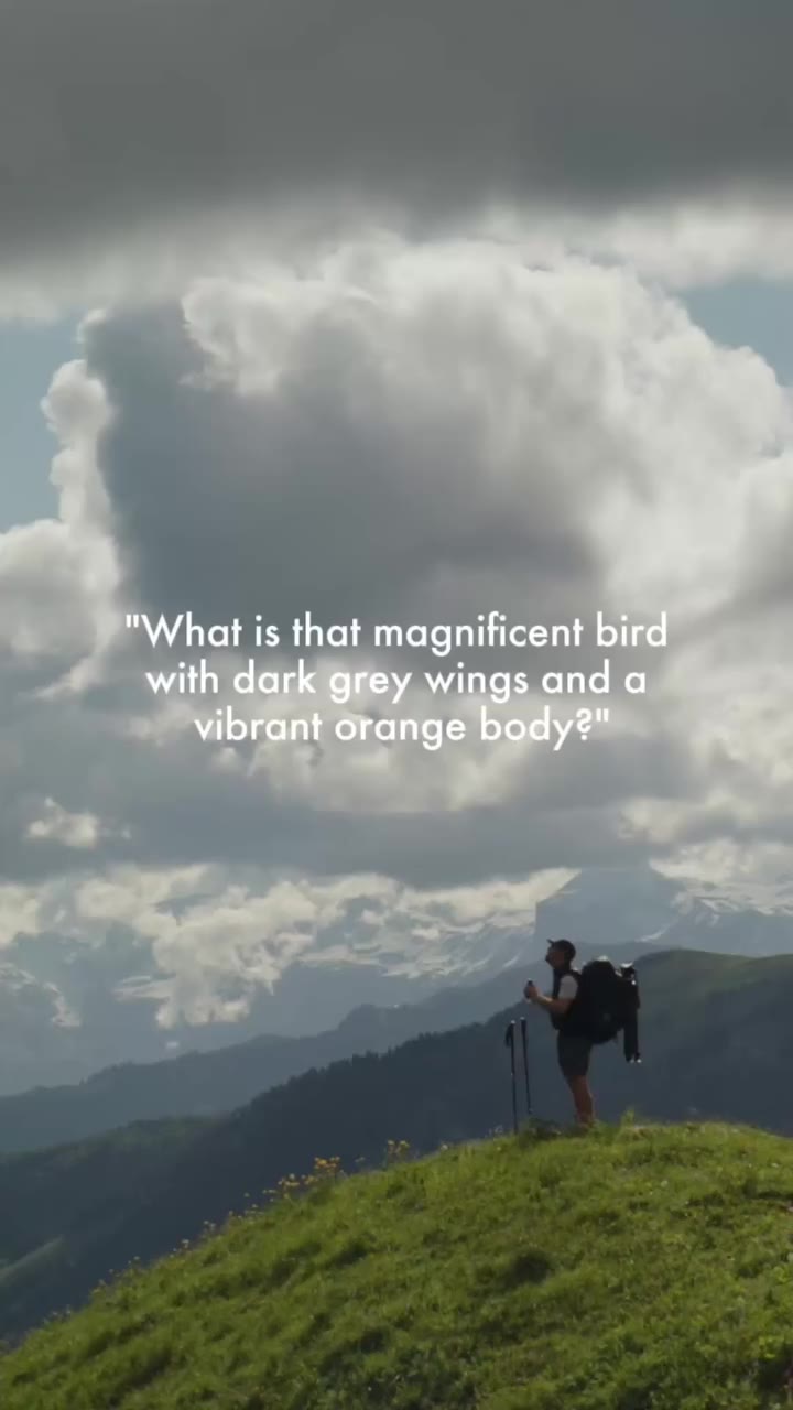 “Just a Bearded Vulture?” Not quite! A species once lost from the Alps. A…