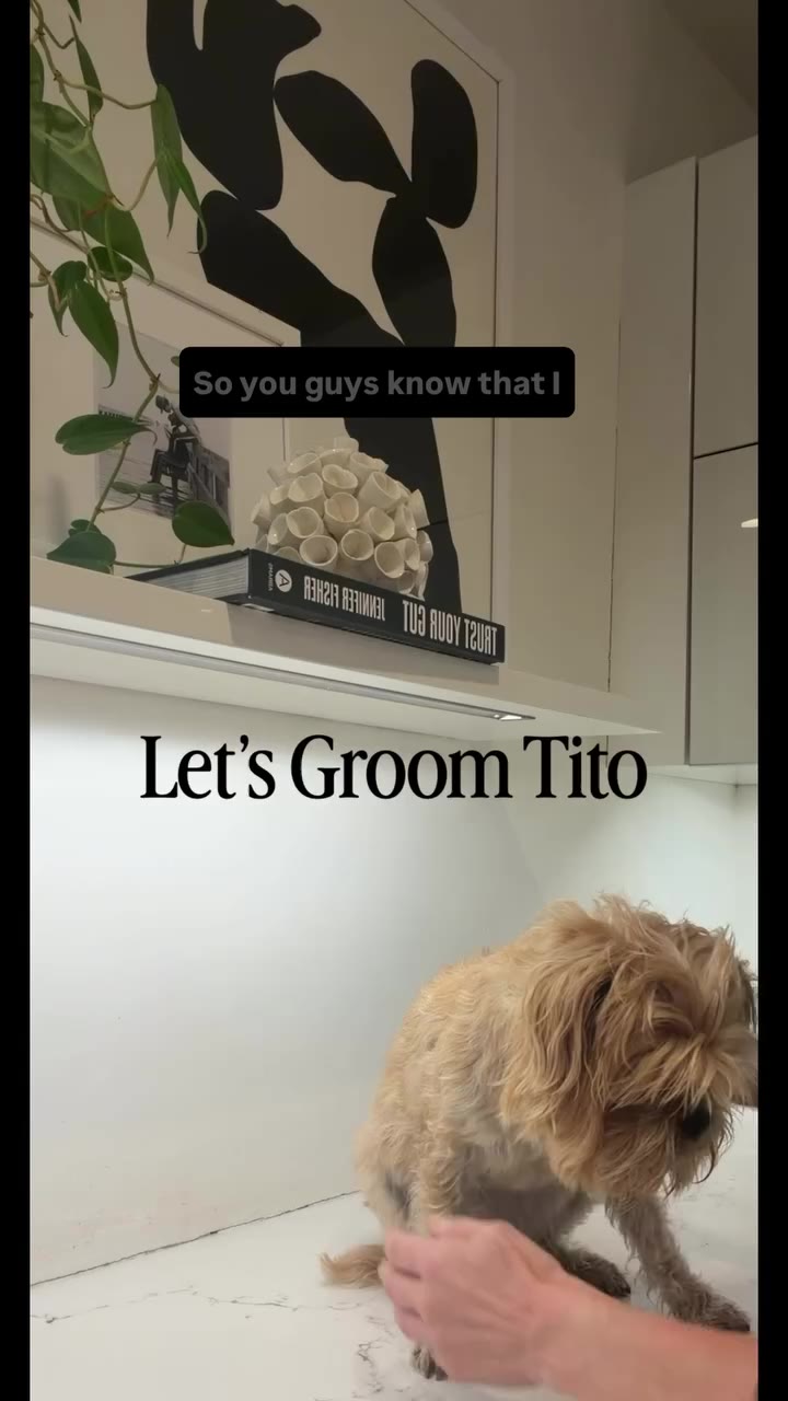 Comment “Tito” and I’ll send you all of my essentials I use to groom Tito