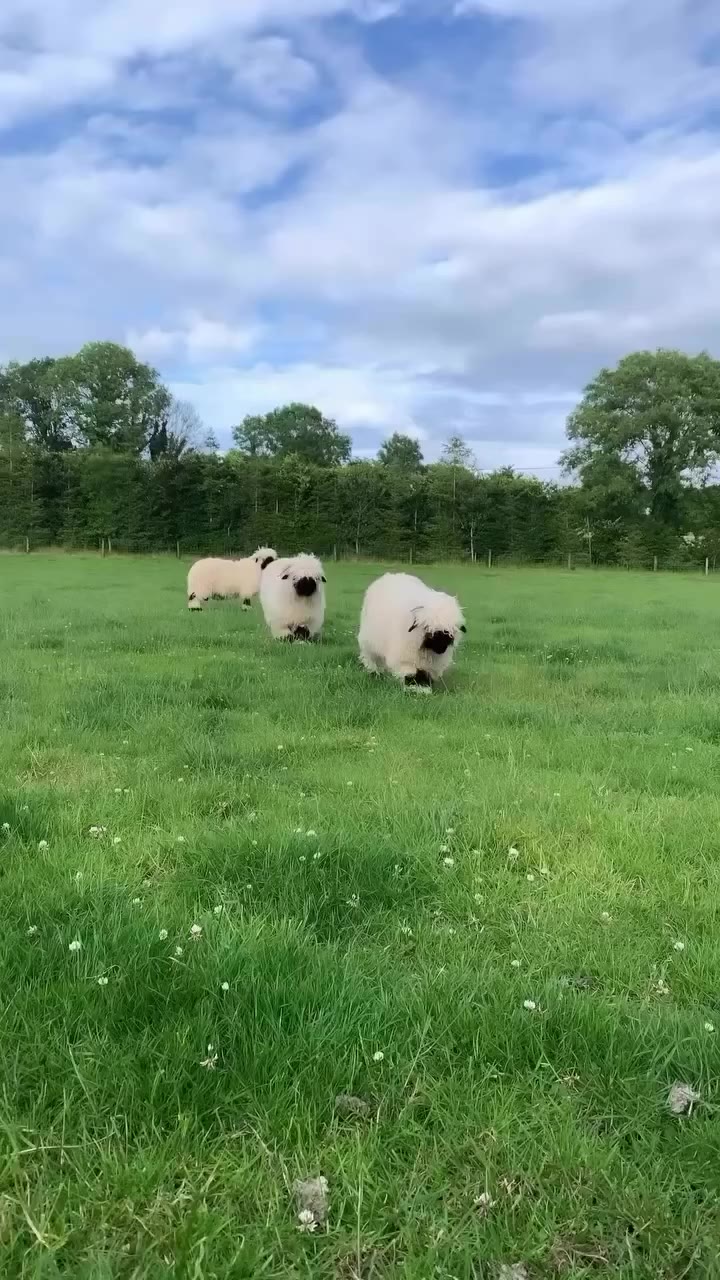 Just your much needed monday morning pick me up 🐑 ⁠ ⁠ credit…