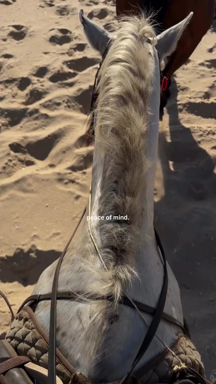 I finally understand how therapeutic horses are🥺 new core memory unlocked…