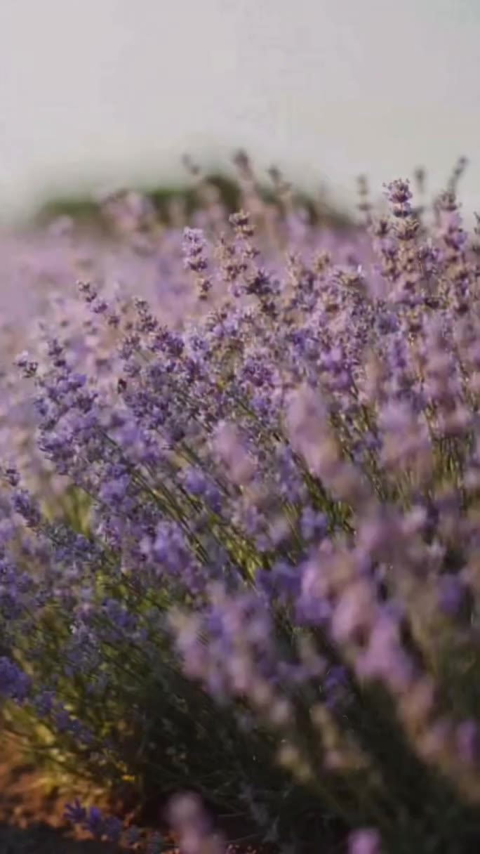 💜Infused with lavender oil, it has a subtle lavender scent that adds a…