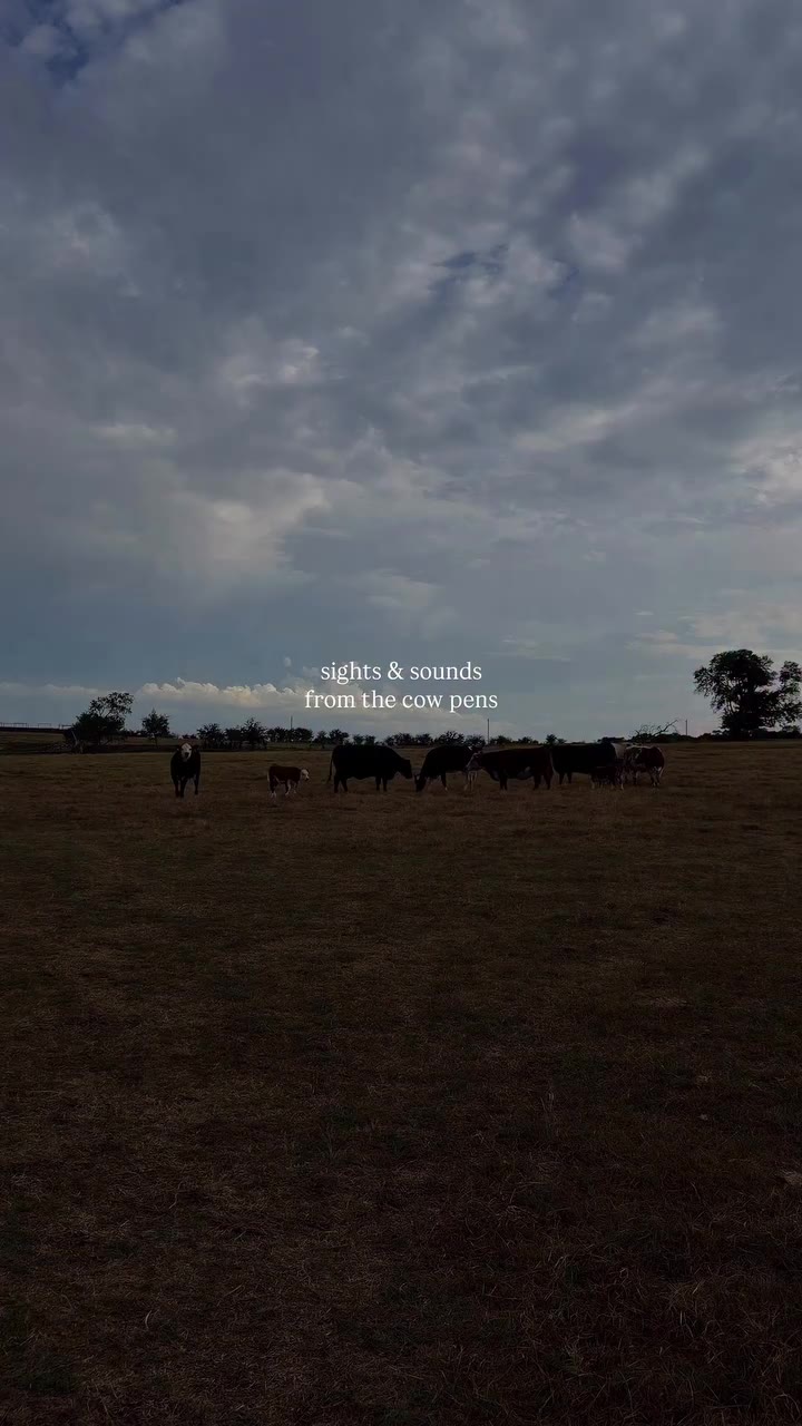 sights & sounds from Sundays in the cattle pens🐮 Kicked out the GC x 330…