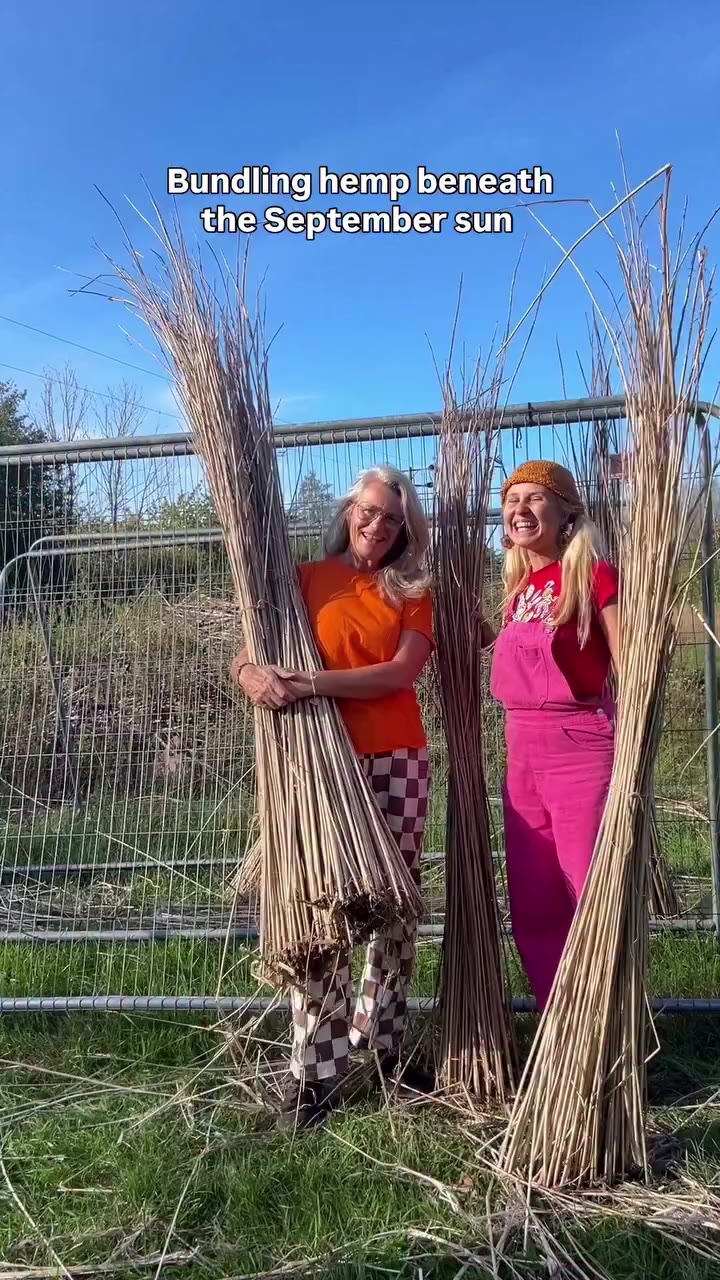 Bundling hemp beneath the September 🌞 @wakelyns #hemp #bundles #september…