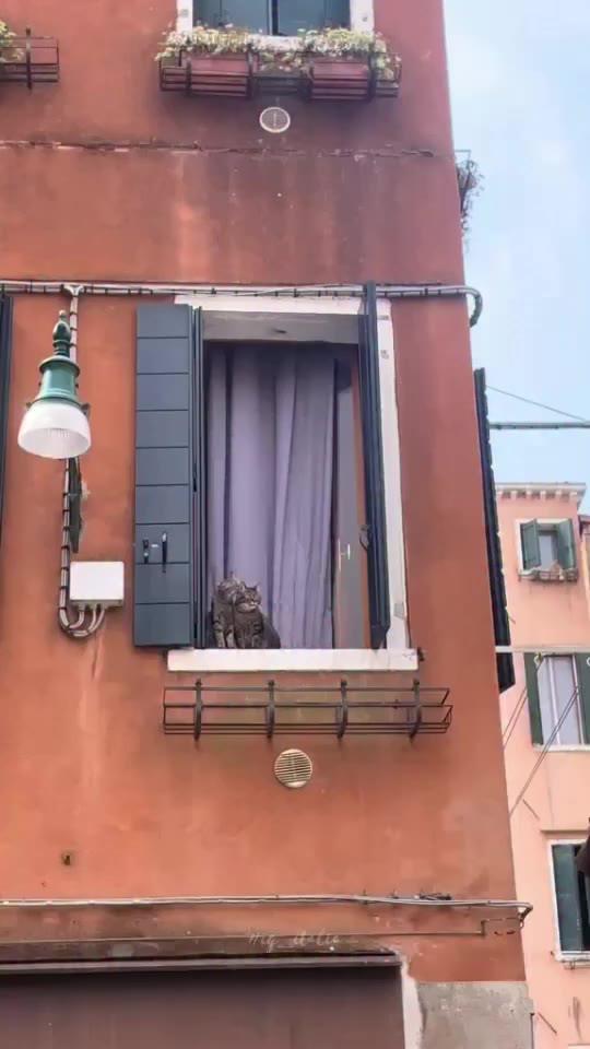 #italia #venezia @gildedpleasure A Venezia ci sono milioni di finestre. Alcune…