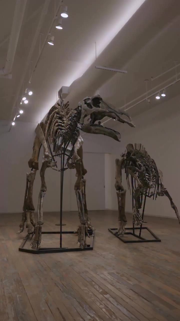 Hank & Koda: Two Maiasaura is open for bidding The dinosaur species Maiasaura…